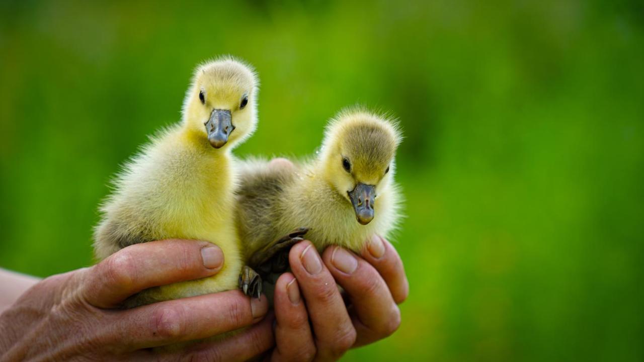 Arca Dos Animais - Farming & Spa Castelo Branco  Dış mekan fotoğraf