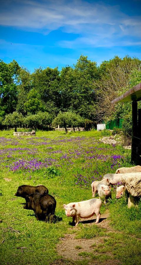 Arca Dos Animais - Farming & Spa Castelo Branco  Dış mekan fotoğraf