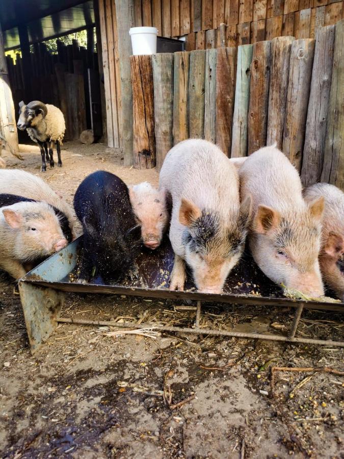 Arca Dos Animais - Farming & Spa Castelo Branco  Dış mekan fotoğraf