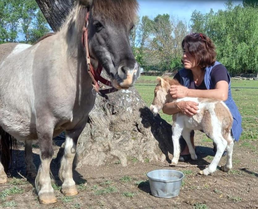 Arca Dos Animais - Farming & Spa Castelo Branco  Dış mekan fotoğraf