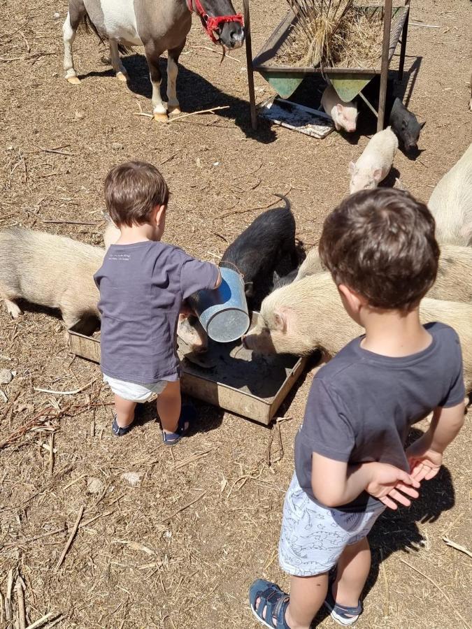 Arca Dos Animais - Farming & Spa Castelo Branco  Dış mekan fotoğraf