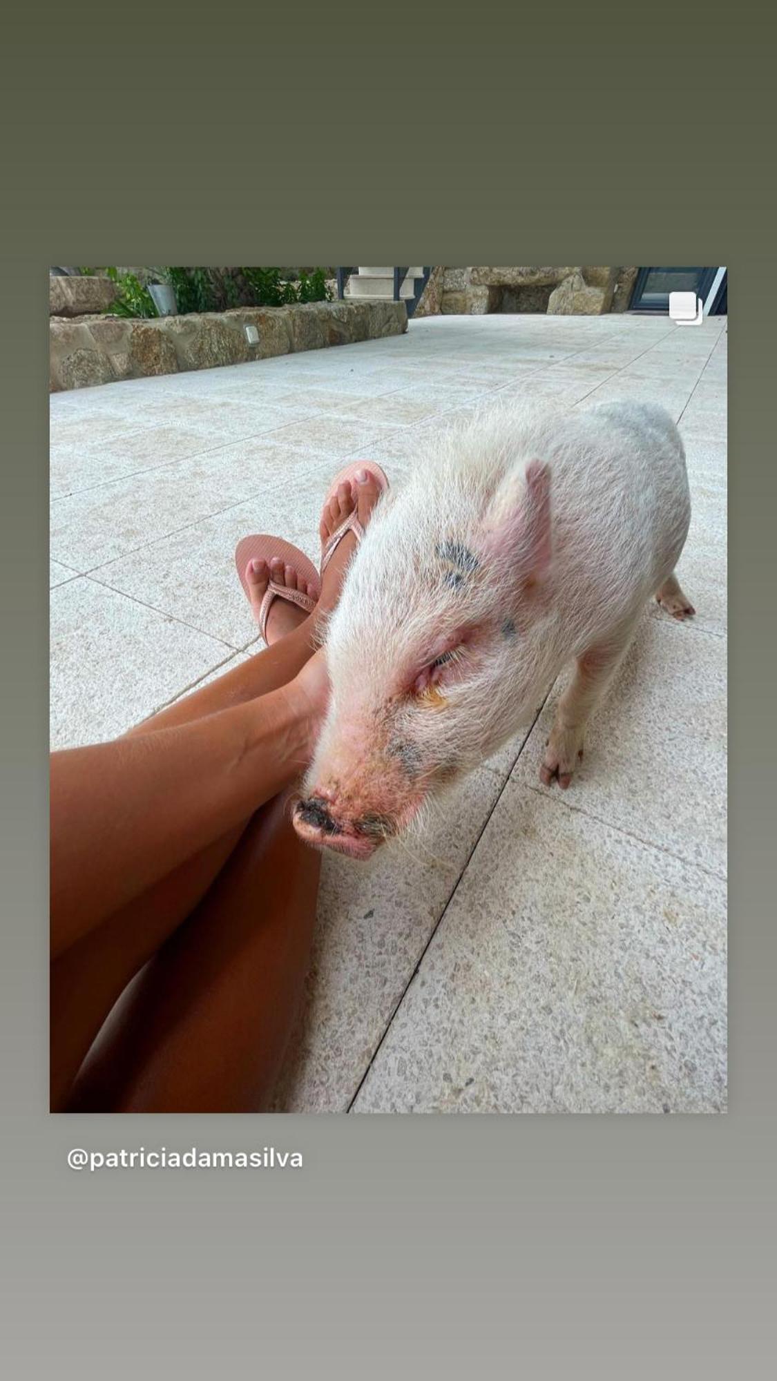 Arca Dos Animais - Farming & Spa Castelo Branco  Dış mekan fotoğraf
